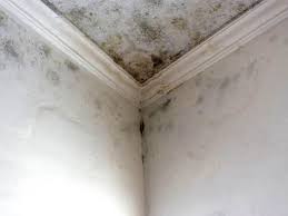 Best Basement Mold Removal  in Pleasant Hill, MS