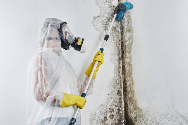 Best Black Mold Removal  in Pleasant Hill, MS