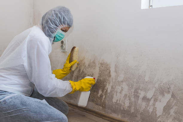 Mold Documentation for Insurance Claims in Pleasant Hill, MS