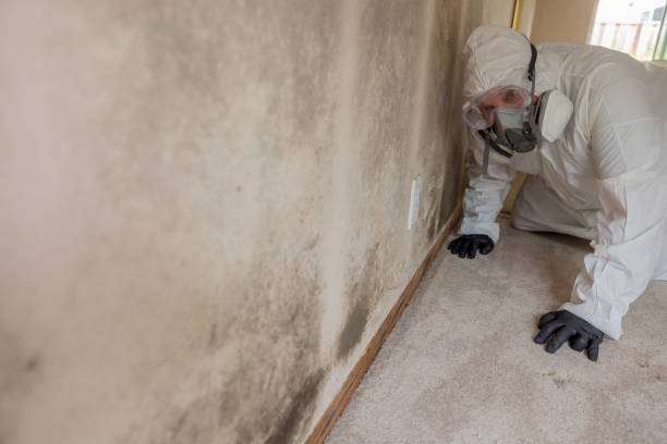 Best Mold Odor Removal Services  in Pleasant Hill, MS